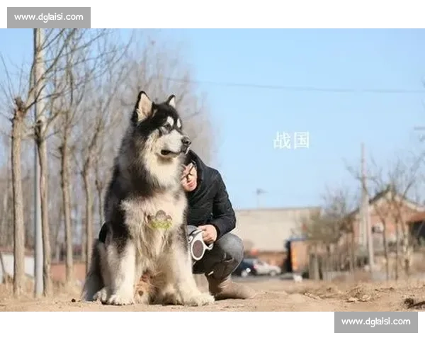 全国宠物美容师大赛开启 争夺最强宠物美容师桂冠