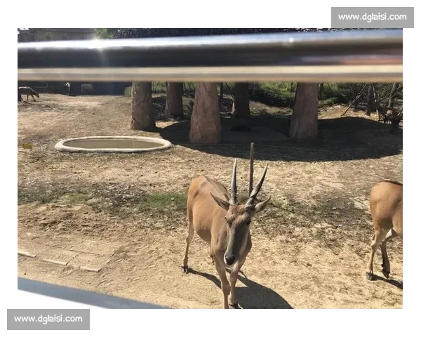 动物王国盛典选美大赛揭幕各路神兽亮相争夺最美称号 动物王国盛典选美大赛揭幕各路神兽亮相争夺最美称号